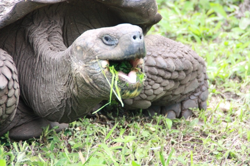 Tortuga Galapagos comiendo