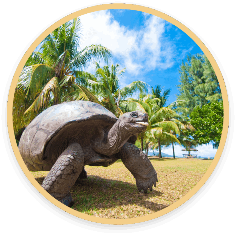 Galapagos-Schildkröte in ihrem natürlichen Lebensraum - Start runde bild